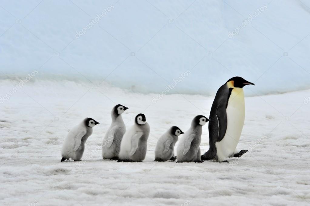 depositphotos_4198209-stock-photo-emperor-penguin